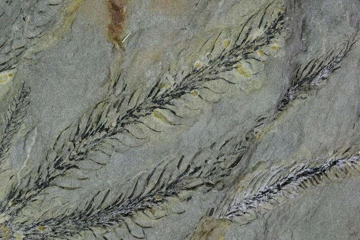 Pennsylvanian Fossil Fern (Lepidodendron) Plate - Alabama #111201